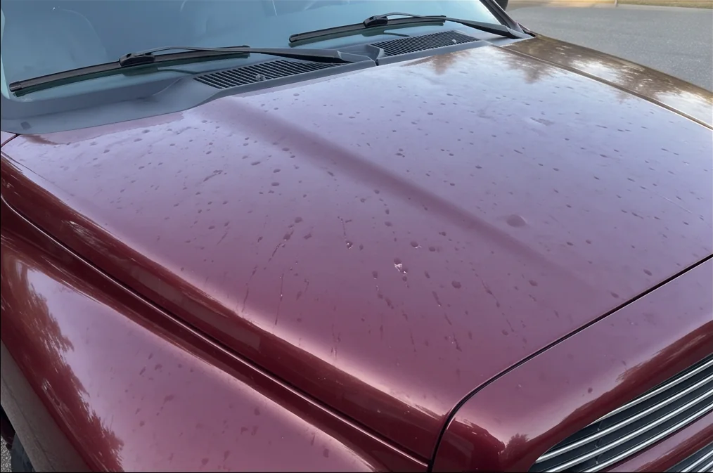 A burgundy pickup hood with water spots before ceramic coating preparation in Chilliwack, BC